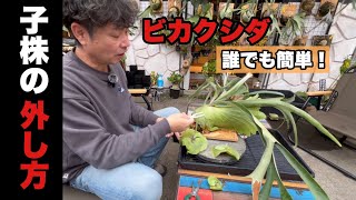 DAISOグッズで誰でも簡単！ビカクシダ 子株外し方 - YouTube