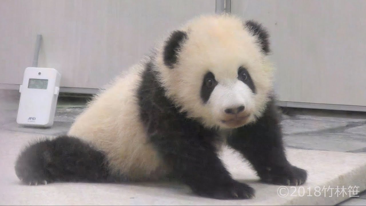 名前大決定 彩浜 さいひん ちゃん よちよち練習 赤ちゃんパンダ Giant Panda Saihin The Name Was Decided Youtube