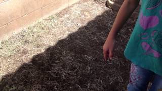 Video #3 Of Scotts Ez Feed Experiment In Yuma Az