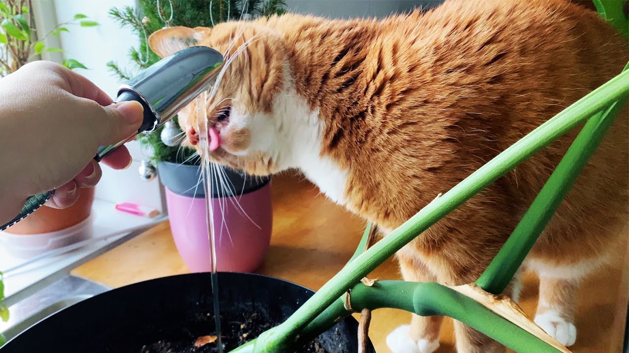 Cat vs Plant: A Battle for Water 💧 | Oppa Cat
