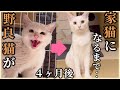 凶暴で汚い野良猫が、我が家のアイドルになるまでの記録