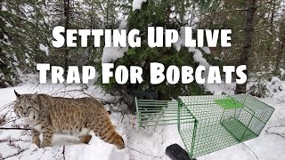 Setting Up A Live Trap For Bobcats  Bobcat Trapping