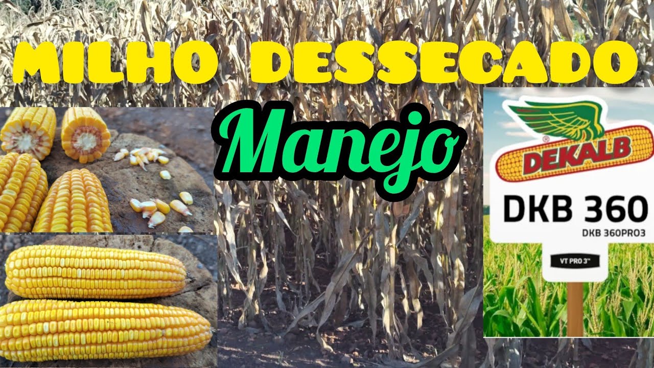 MILHO DESSECADO! #agro #milho #dkb #dkb360#buva #colheita #safrinha #safradesoja #safrasemercado
