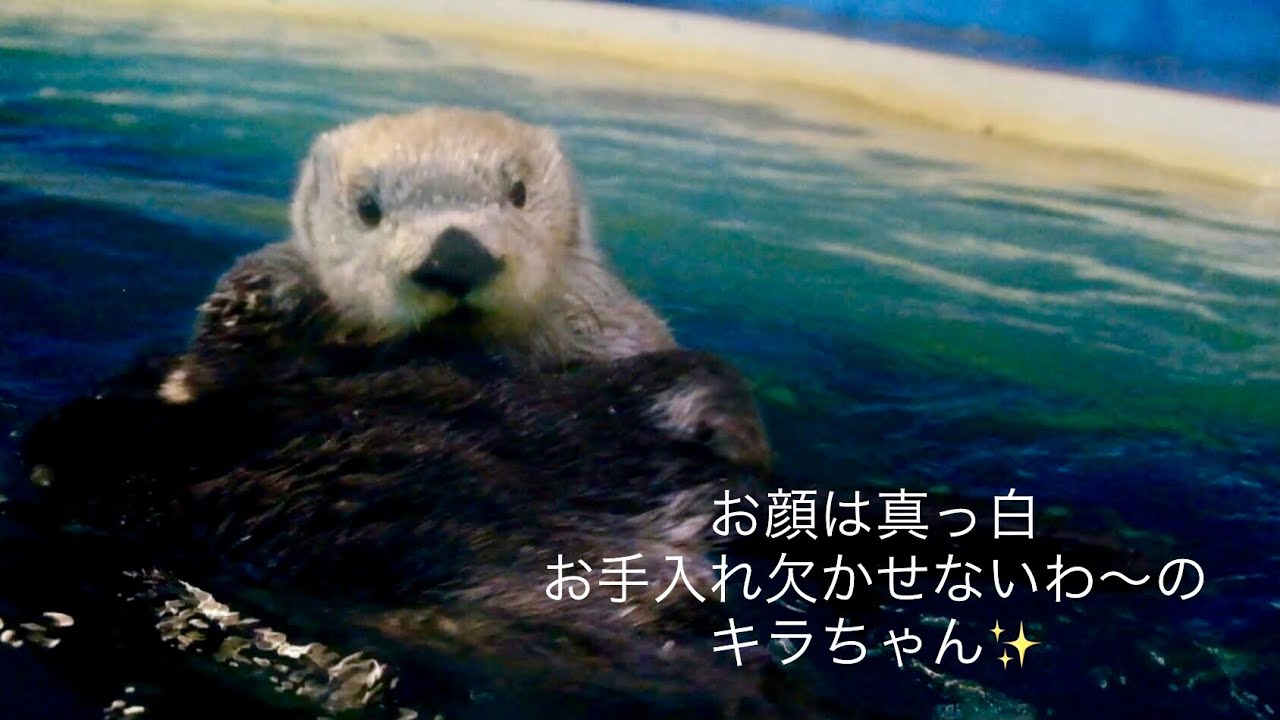 Short videoラッコの✨キラちゃんお手入れしながら去っていく】縦回転