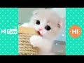 ♥面白いことをしているかわいい犬と猫P2♥面白い動画2018