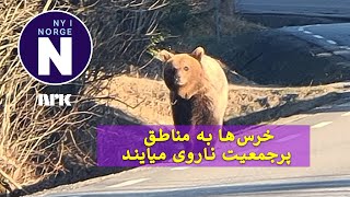 Det blir flere bjørner i Norge   خرس‌های بیشتری در ناروی خواهد بود