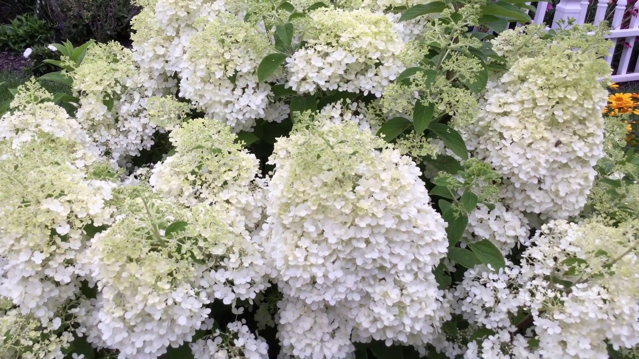 BOBO® Hydrangea | www.gardencrossings.com - YouTube