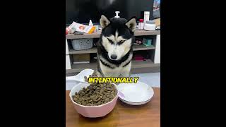 How tolerant are huskies of their owners' pranks? #pets  #funny