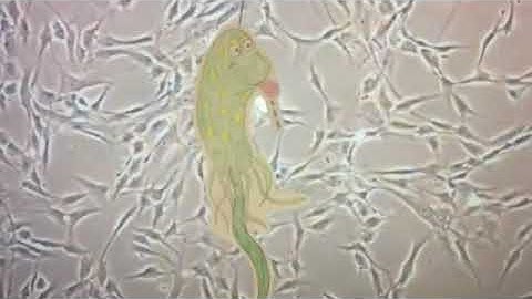 Tissue culture contamination diagnosis