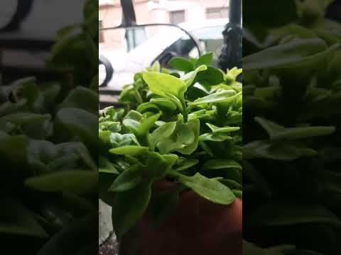 قال رسول الله بدر المشاري دعاء أحاديث قران كريم المليون    