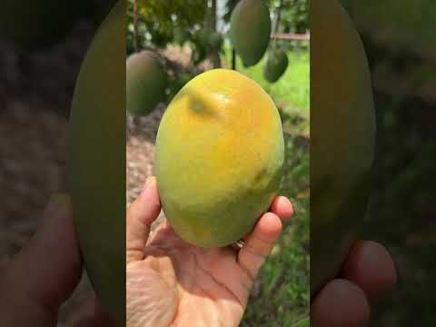Sunrise Mango