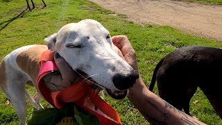 pov: you take bunny & loni on a walk // julien irl