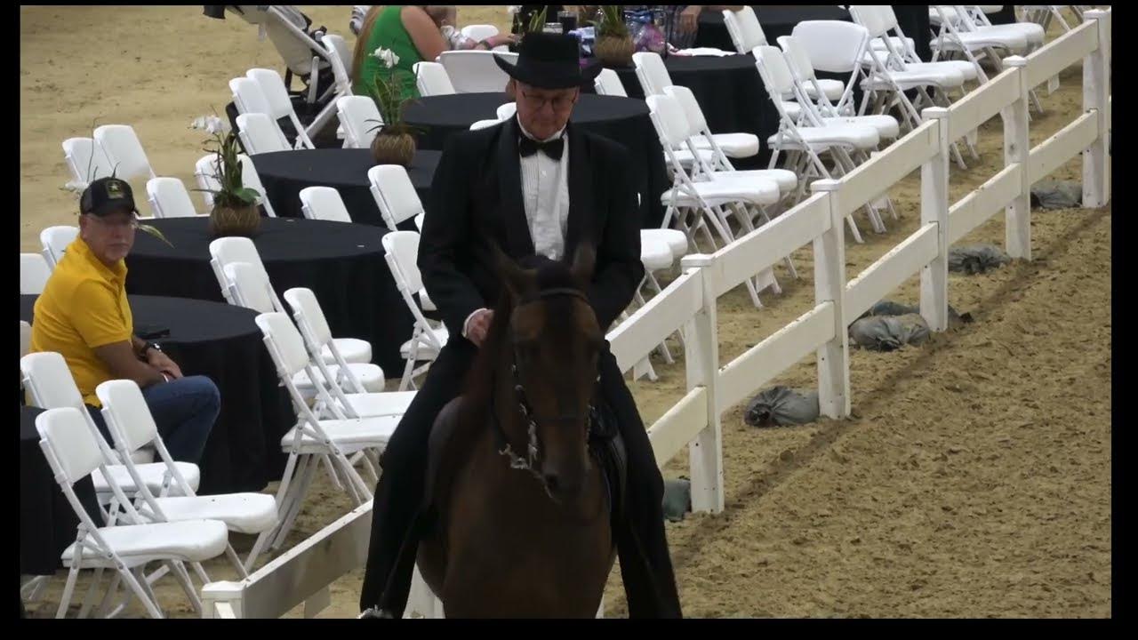 Paso Fino Extravaganza YouTube