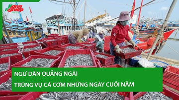 Ngư dân Quảng Ngãi trúng vụ cá cơm những ngày cuối năm