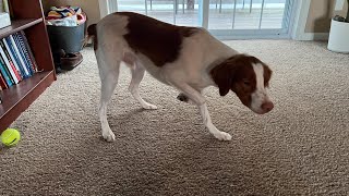 Rooney Tries His First Dog Puzzle! (Brittany Pup) by Jark 841 views 1 year ago 7 minutes, 24 seconds