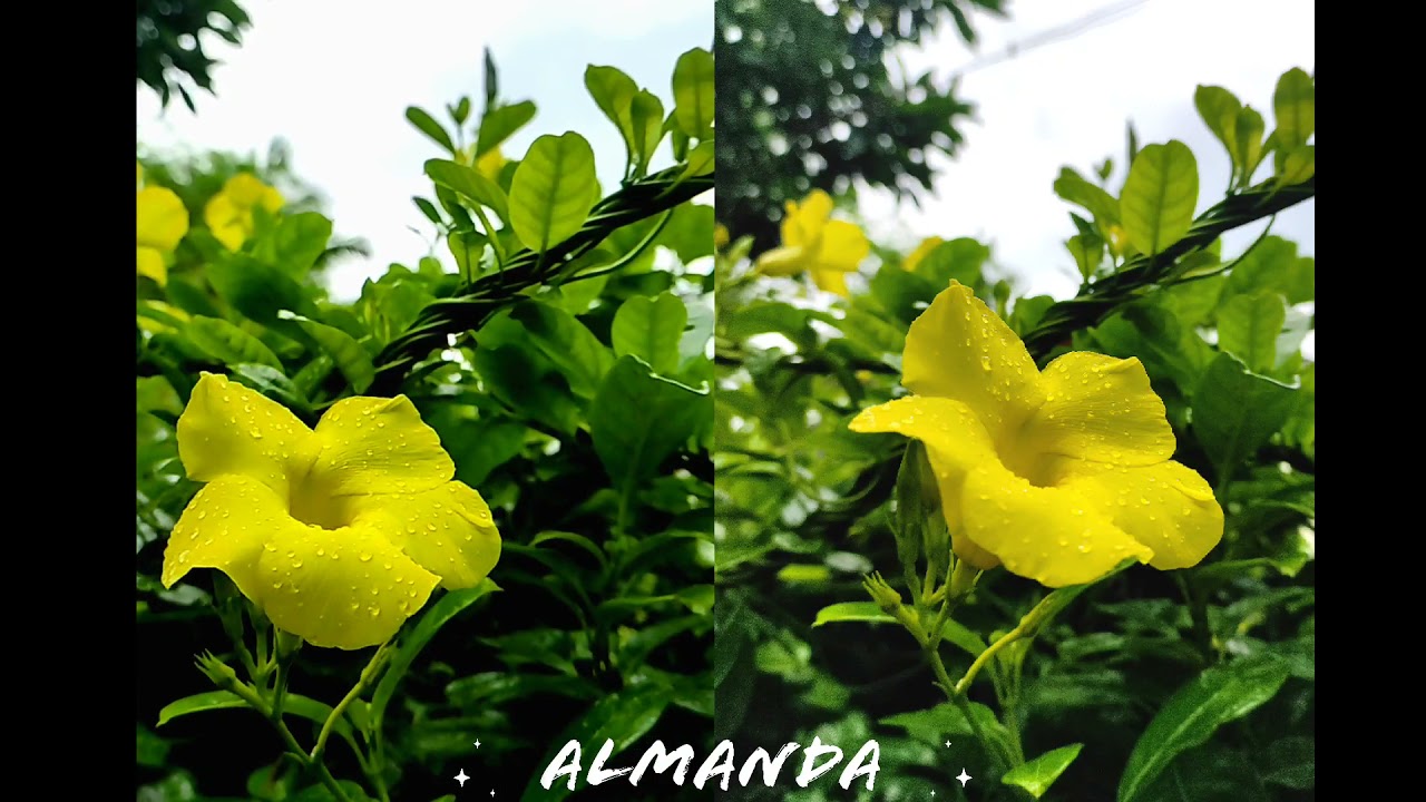 🌸Flowers🌸.... vibes 🌈#flowers #nature #song #music💫