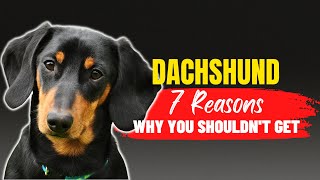 7 Reasons Why You Shouldn't Get A Dachshund | Dogs Genesis