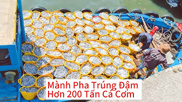 Đoàn Ghe Mành Pha Trúng Hơn 200 Tấn Cá Cơm Vào Cảng LaGi Bình Thuận