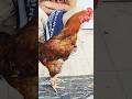 Lalukhet Aseel Murga Mandi video #foryoushorts #aseel #foryouvideo #aseelmurga