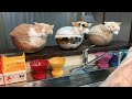 【猫は液体】シンクロ率100％の液体猫