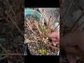 수국 관리의 비밀🌿