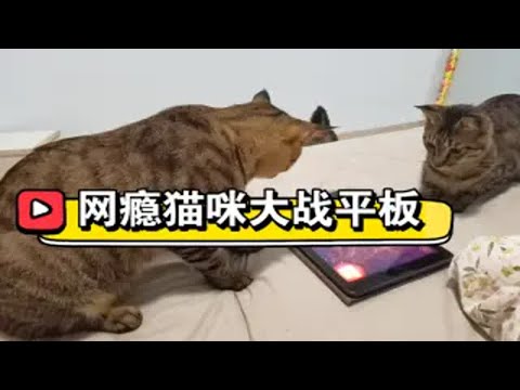 【三只狸花猫】在ipad上下载了猫咪爱玩的游戏，猫咪可爱玩了!