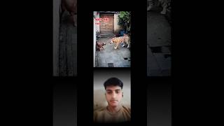 😱 cat power #shorts #viral #youtubeshorts #shortsfeed #cat #power #tiger