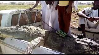 اضخم تمساح في تاريخ السودان ٧  امتار ونصف