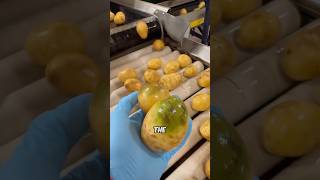 Verschiedene Kartoffelkrankheiten und ihre Ursachen #Kartoffel