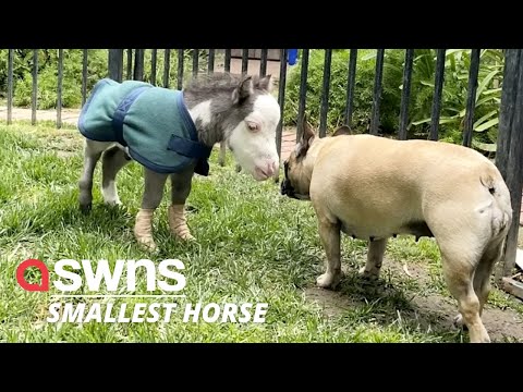 'Smallest horse in world' abandoned by his mother now lives indoors and has three dog friends | SWNS