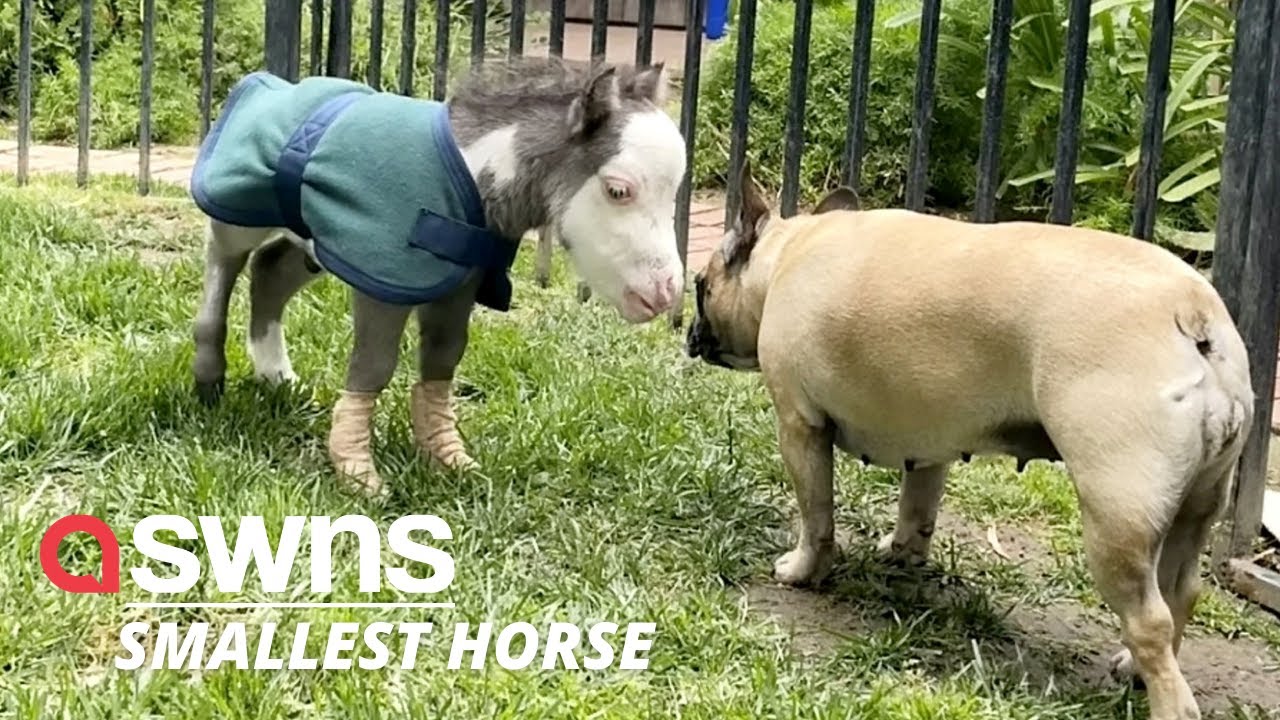 Smallest Horse In World Abandoned By His Mother Now Lives Indoors And Has Three Dog Friends Swns Youtube