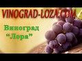 Виноград «Лора» (Флора): описание сорта. Сезон 2018