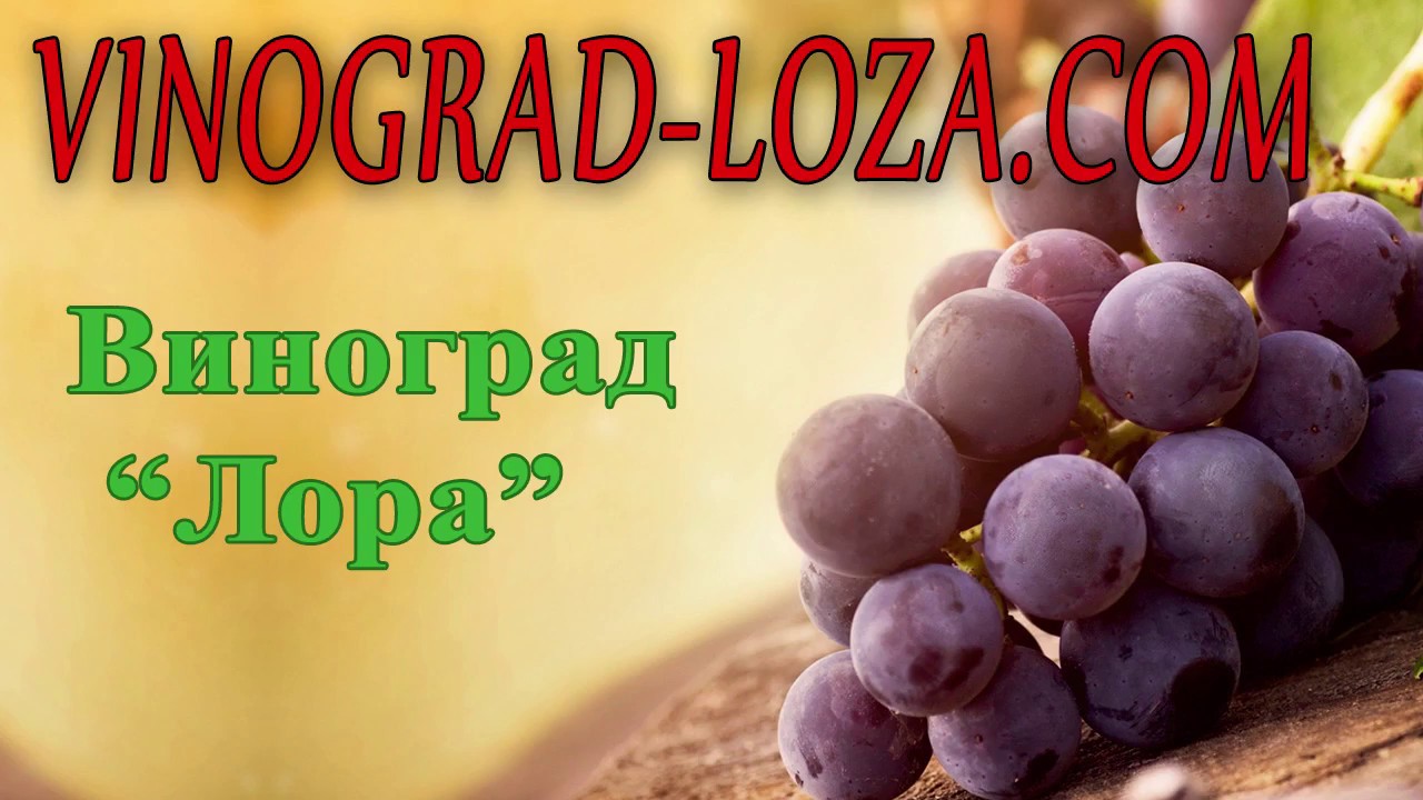 Виноград «Лора» (Флора): описание сорта. Сезон 2018