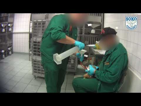 **LEAKED FOOTAGE** Animal Testing [Germany]