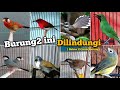 Burung kicau yang dilindungi‼️ Bahas 15 jenisnya.