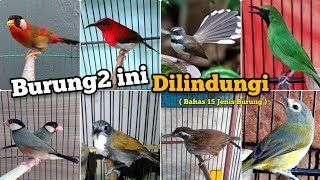 Burung kicau yang dilindungi‼️ Bahas 15 jenisnya.