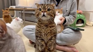 Meet LuLu the Cat. LuLu's Not Like Other Cats. (ENG SUB) by 크집사 205,702 views 2 months ago 11 minutes, 9 seconds