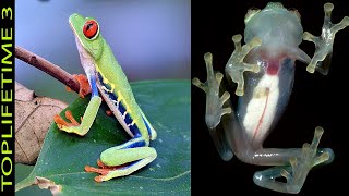 10 Tipos de ranas Muy Increíbles (Letales)