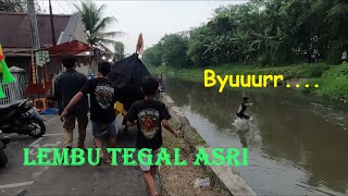Mberot Bareng Bantengan Lembu Tegal Asri Full Kalapan