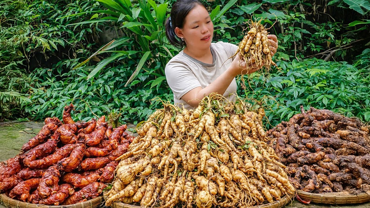 Harvesting Rare Wild Ginseng for Market Sale - Animal Care - Cooking | Trieu Mai Huong