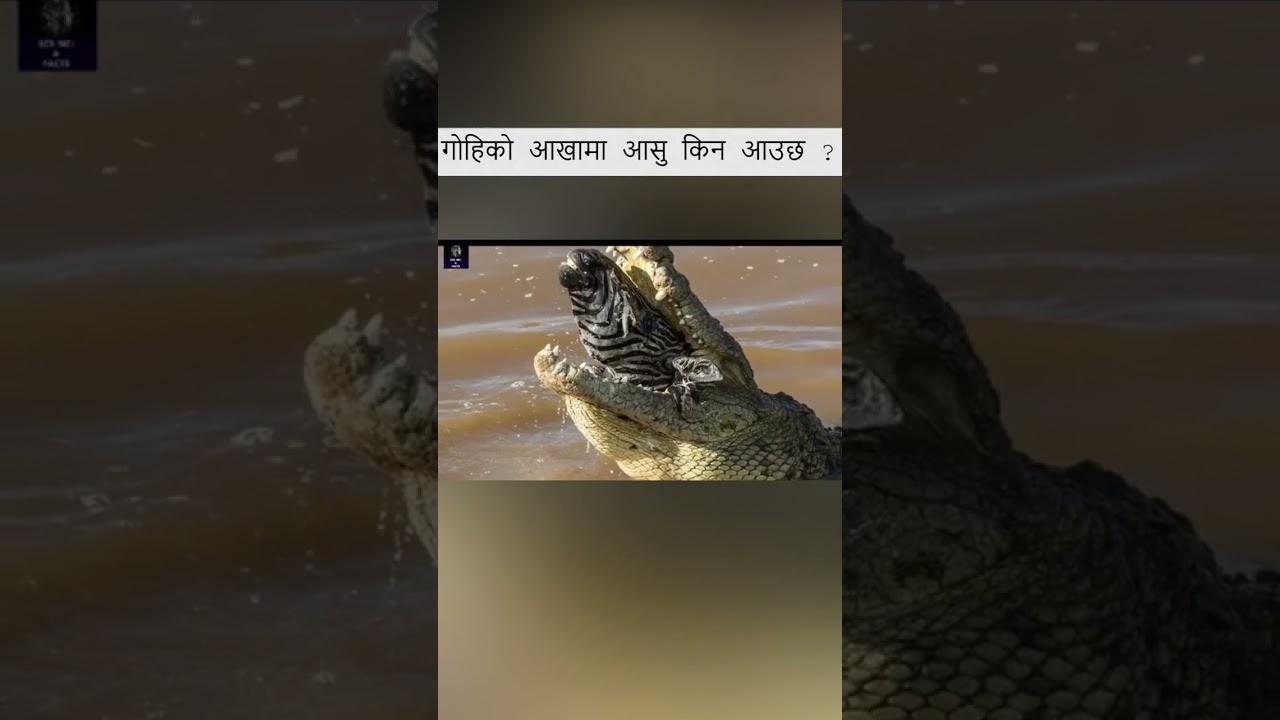 गोहिको आखामा आसु किन आउछ ?  