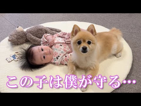 赤ちゃんへの愛が強過ぎるポメラニアンがこうなりました…笑
