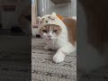 15秒後に反応する猫 #cat #pets #スコティッシュフォールド