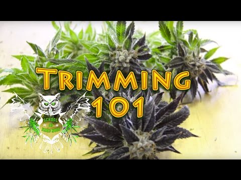 Trimming Cannabis | How to Trim Marijuana | Wet trimming | Harvesting Weed