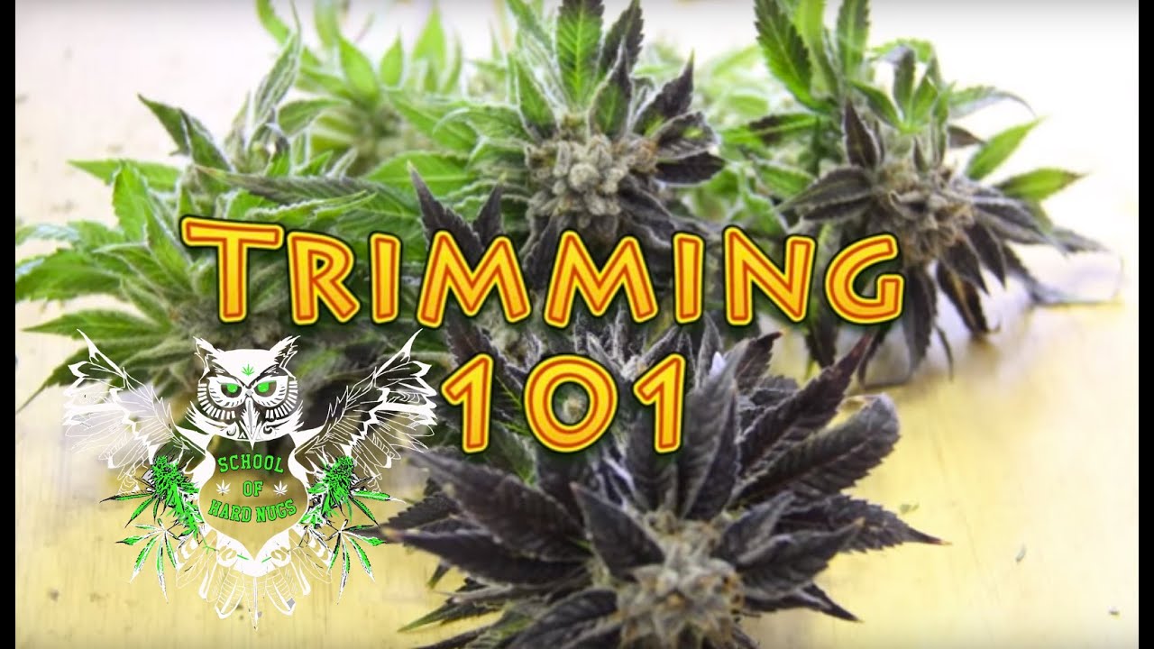 Trimming Cannabis How to Trim Marijuana Wet trimming