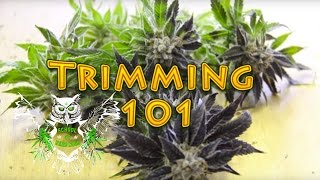 Trimming Cannabis | How to Trim Marijuana | Wet trimming | Harvesting Weed