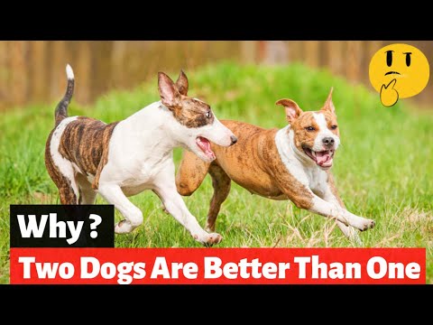 Video: Kaip galiu pasakyti, ar mano šuo yra kurčias?
