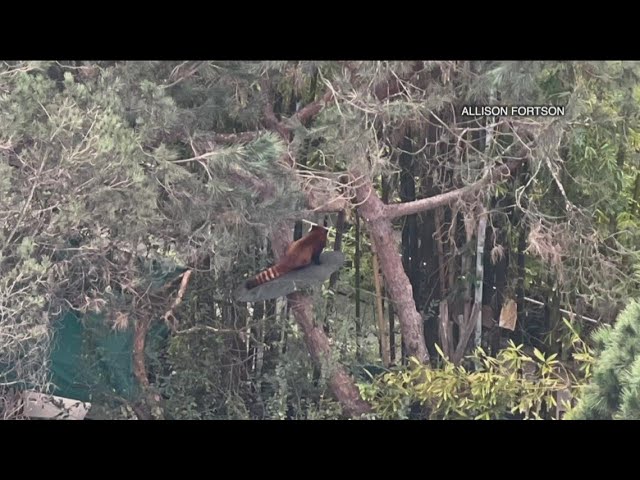 Red-tailed Hawk  San Diego Zoo Animals & Plants