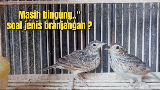 TERJAWAB‼️JENIS BURUNG BRANJANGAN YANG SELAMA INI KONTROVERSI‼️@KangarifPantau