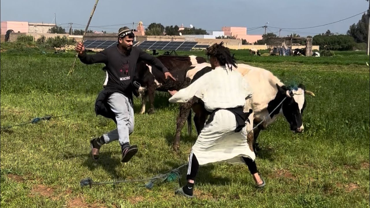 هد العروبية مكيعرفوش ضحك 😂😂😂